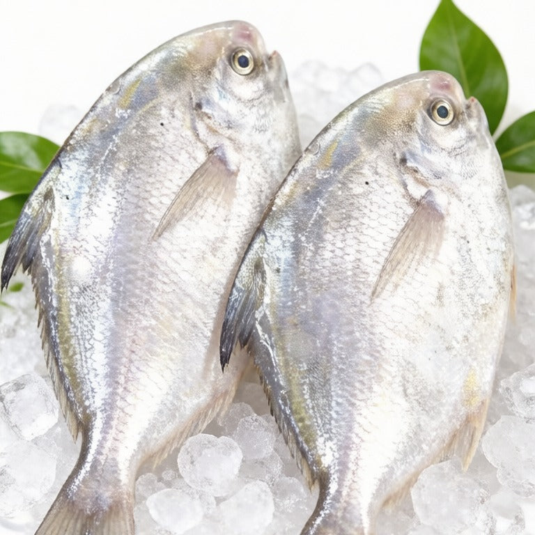 Silver Pomfret - Extra Large