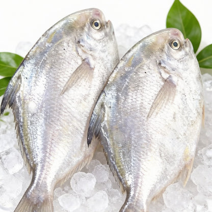 Silver Pomfret - Extra Large
